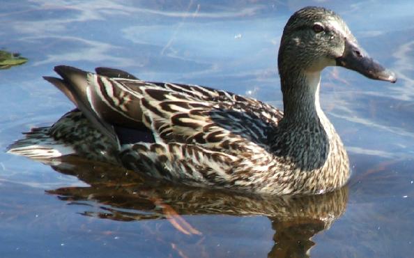 Canard
Canard sur un lac le lac josée...
Mots-clés: Animaux