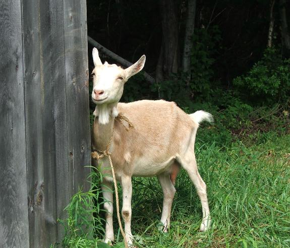 Chèvre à caraquet
Une chevre a caraquet
Mots-clés: animaux