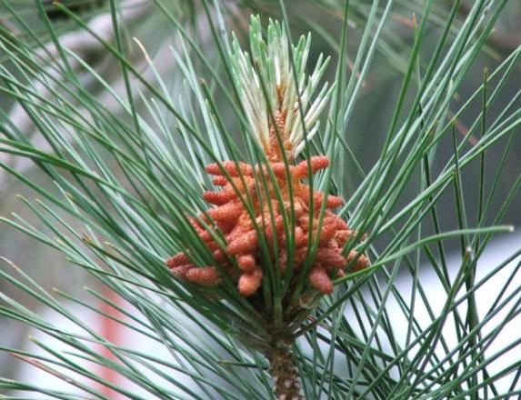 Cocote
Cocote ...
Mots-clés: Cocote