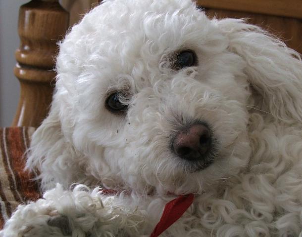 Chien souriant
Mon chien qui me sourie !
Mots-clés: Chien