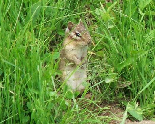 Écureuil ou autre petit rongeur dans les herbes vertes
Mots-clés: animaux