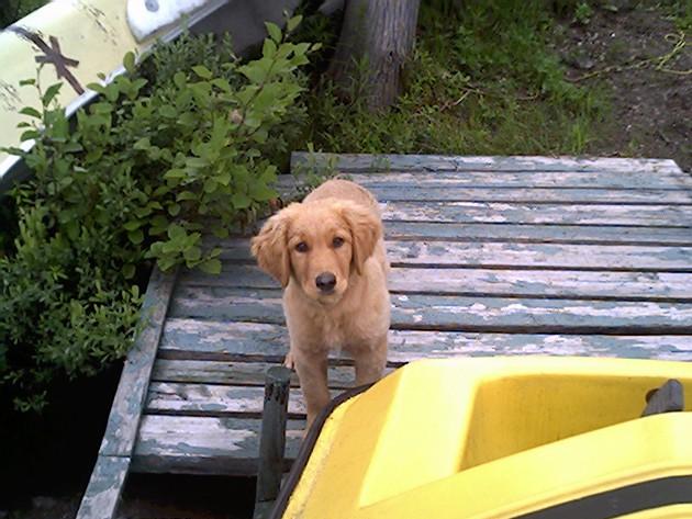 Le chien beige ...
Un beau petit chio beige !
Mots-clés: chio beige