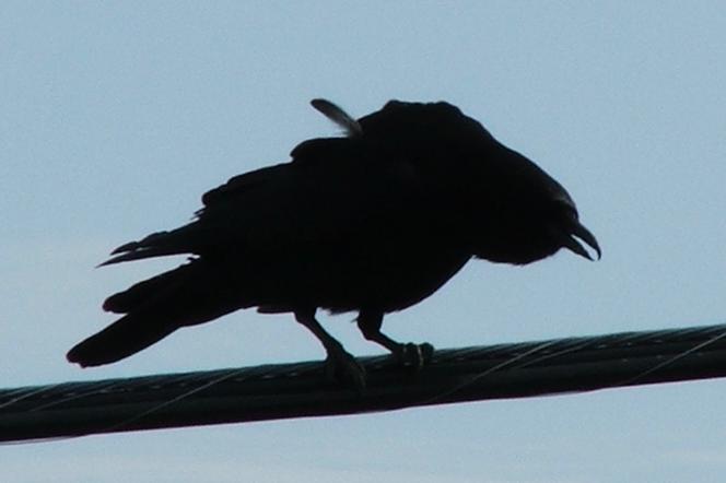 Corbeau
Un corbeau dehors
Mots-clés: Corbeau