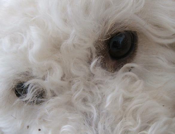 Oeil de chien !
Chien(bichon frisé) qui aime vous regarder !
Mots-clés: Chien