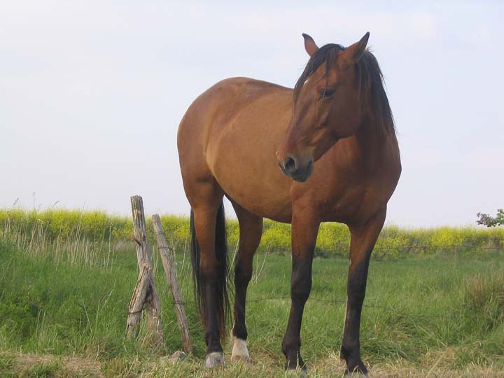 Cheval
Jument portugaise
