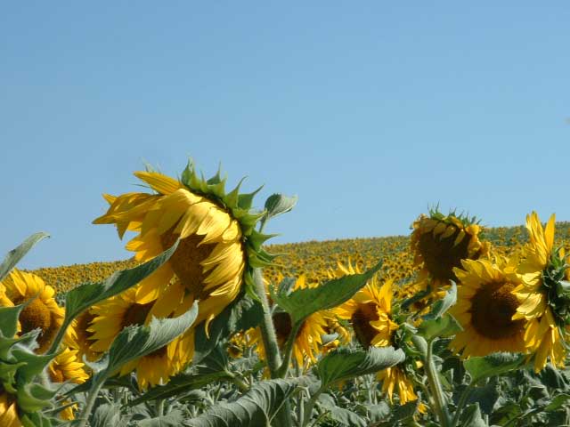 Champ de tournesol dans le Lauraget
Mots-clés: tournesol lauraguet