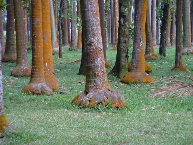 Palmiers éléphant
espéce endémique
Mots-clés: palimiers éléphant réunion