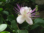 Une fleur sauvage
Une fleur vue en Italie, à Brescia, dans le creux d'un mur
Mots-clés: fleur