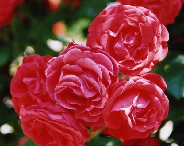 Roses aux Arènes de Cimiez. Nice. France.
Mots-clés: roses fleurs