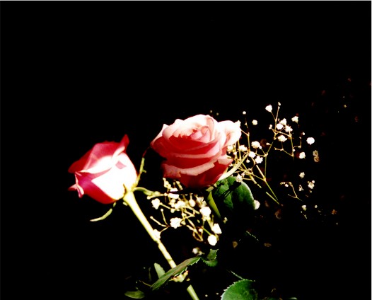 Duo de roses
Deux roses mises en valeur par un rayon de lumière
Mots-clés: roses fleurs