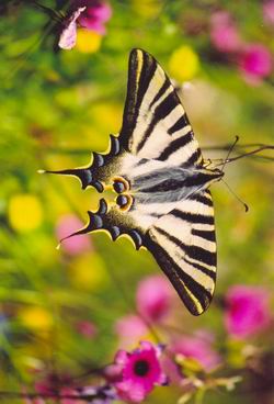 une vie de papillon
la durée de vie des papillons est trés variable elle est de quelque semaines voire même de quelques jour pour certaines espèces.
Mots-clés: papillon