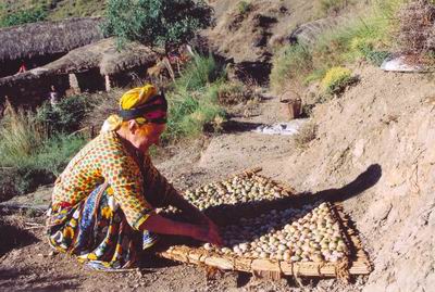 La récolte des figues séches, Sakina Kabylie Algérie
l'époque de récolte pour le séchage ne débute pas avant la troisième semaine d'août et s'échelonne jusqu'a la fin septembre. 
Mots-clés: sakina Algérie