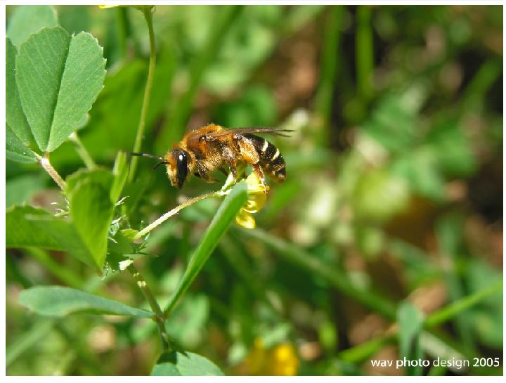 abeille belle
abeille sur fleur
Mots-clés: insectes