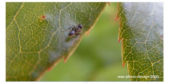 fourmie mini
fourmie
Mots-clés: insectes