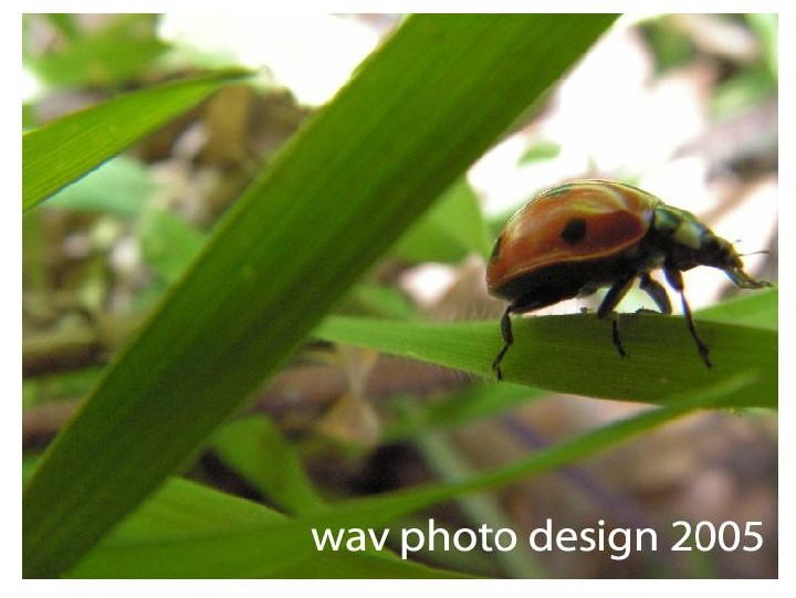 cocci va
composition rapiditée cocci
Mots-clés: insectes