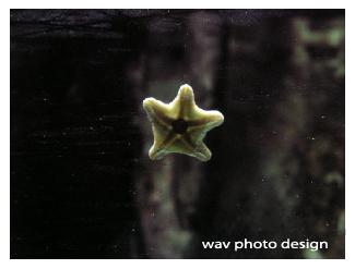 étoile de mer
étoile de mer prit avec un minolta z20 

Mots-clés: animaux