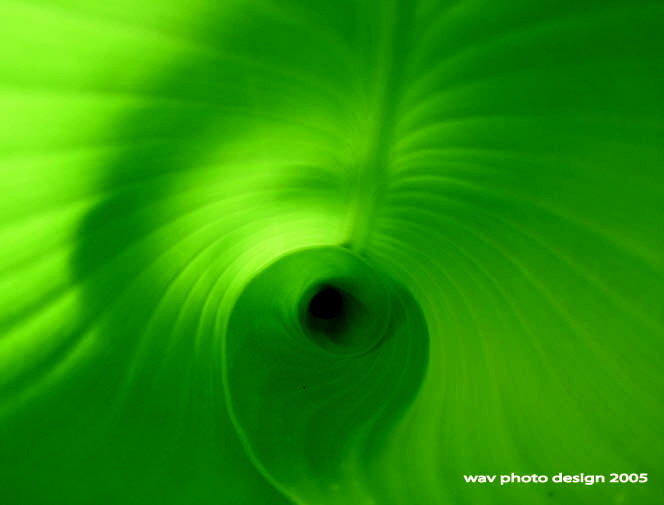 ptite feuille
interieur d'une feuille
Mots-clés: nature