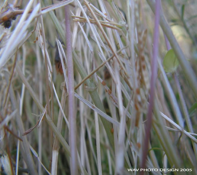 detail
detail
Mots-clés: nature