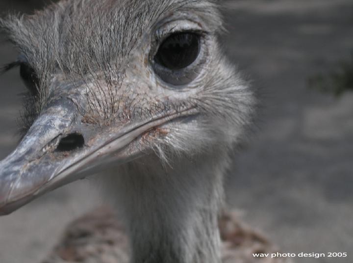 autruche
autruche
Mots-clés: animal