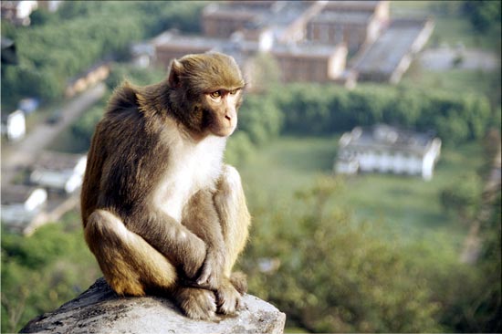 un singe philosophe
singe sur la colline de Swayambu au-dessus de la ville de Katmandu, 2004
Mots-clés: scène faune Népal Asie