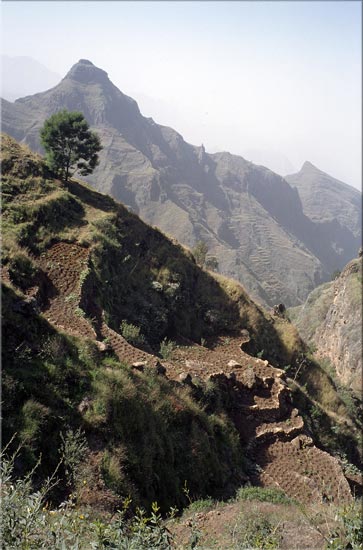 modelage
ces cultures de montagne sont modelées de petites cuvettes creusées pour retenir l'eau si rare dans les îles du Cap Vert. Ile de Santo Antao, janvier 2005
Mots-clés: montagne paysages Cap-Vert Afrique