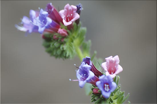 gracilité
minuscules fleurs appelées "langues de vache" par les insulaires de Santo Antao, aux îles du Cap Vert, janvier 2005
Mots-clés: flore Cap-Vert Afrique