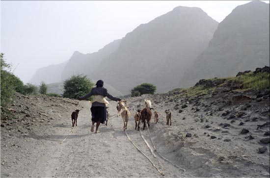 scène pastorale
la bergère enourage son petit troupeau, dont les laisses sont utilisées lors des arrêts pour permettre aux animaux de brouter sans s'enfuir. Cap Vert, Santo Antao, janvier 2005
Mots-clés: scènes rencontres Cap-Vert Afrique