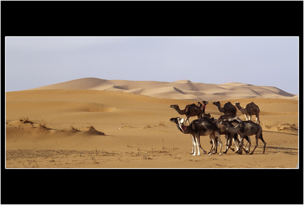 Superposition : dromadaires dunes de Merzouga, Maroc
dromadaires, dunes de Merzouga, Maroc
Mots-clés: désert Maroc Afrique