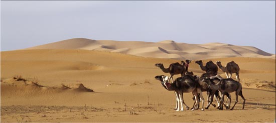 superposition
dromadaires à Merzouga - Maroc 2004
Mots-clés: scènes désert faune Maroc