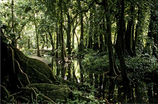 forêt enchantée
un bois de "mape" aux racines tourmentées, qui aurait pu servir de décor à certaines scènes du "Seigneur des Anneaux".  Tahiti, mars 2005
Mots-clés: flore paysages Polynésie