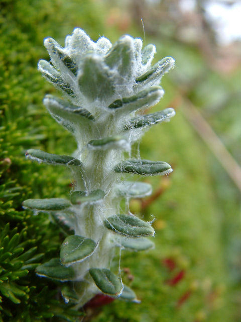 Duvet
Dans les haut  "paramo" d'Equateur il fait froid et le vent soufle, voici la  réponse d'une pletite plant e aux rigoureuses condition climatique...
Mots-clés: fleur paramo macro equateur
