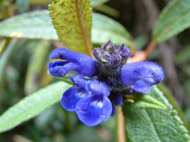 Fleur bleu
Rare est le bleu dans le monde animal et végétal mais sa présance est toujours intense...
Mots-clés: macro fleur bleu equateur