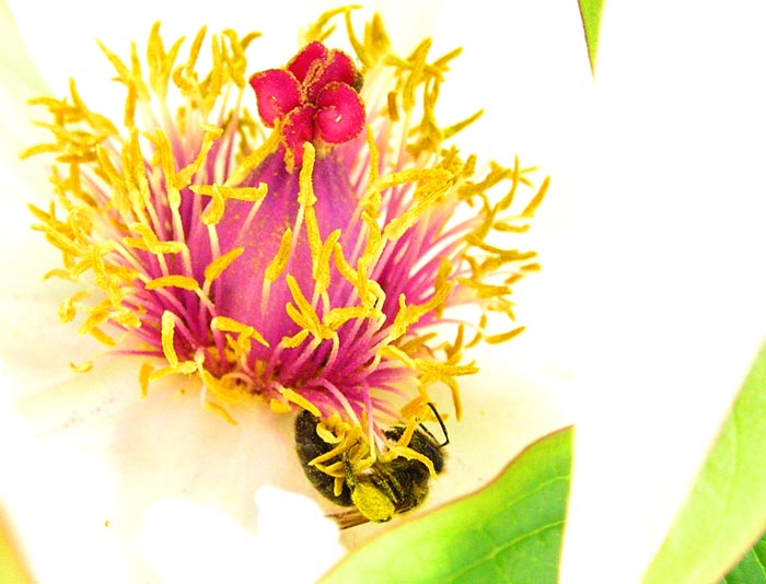 Récupération du pollen par l'abeille
la fleur offrant son pollen à une abeille passant par là
Mots-clés: pollen abeille fleur jaune