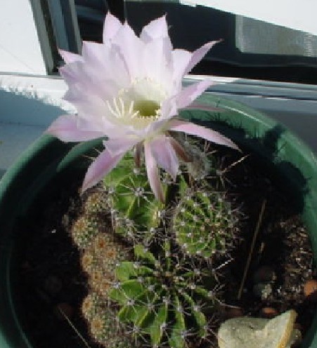 cactus
Mots-clés: cactus