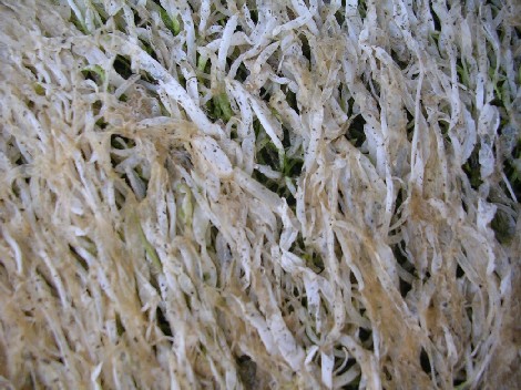 Algues
Algues
Mots-clés: algues