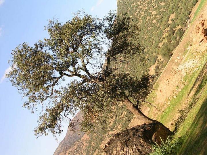Arbre magique dans la région de Moulay Bouazza, Maroc
Mots-clés: Moulay Bouazza Maroc