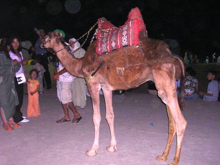 Chameau
Maroc
Mots-clés: Maroc chameau