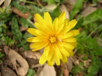 Fleur solitaire région de Moulay Bouazza, Maroc
Mots-clés: Moulay Bouazza Maroc