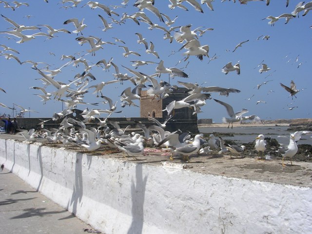 Amis des pêcheurs Essaouira
Port d'Essaouira au Maroc
Mots-clés: Maroc