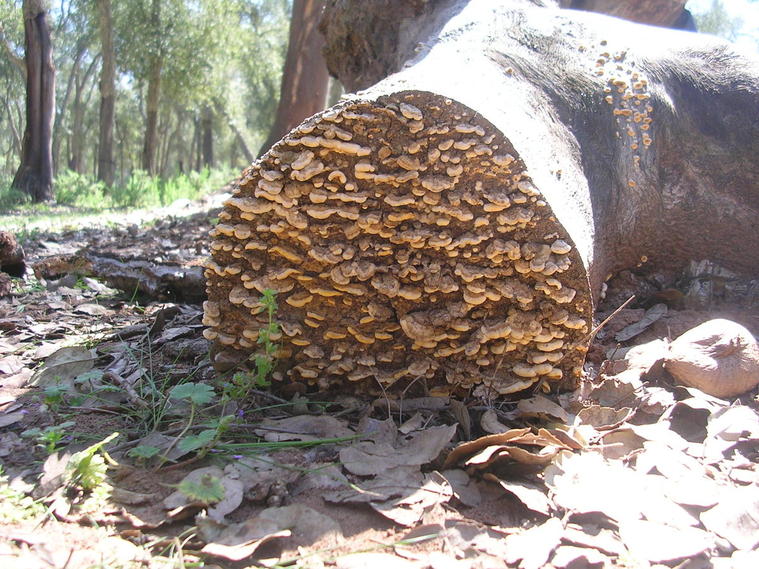 Arbre aux champignons
Arbre aux champignons
