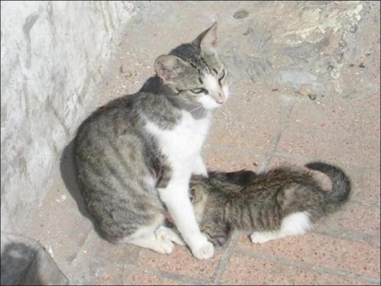 Amour maternel
Chat et son petit dans les ruelles d'Essaouira, Maroc
Mots-clés: qdgzergh zty y aeh