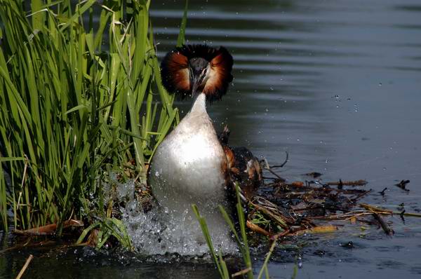 Grebe Huppé
Devoir conjugal accompli !
Mots-clés: Grebe oiseaux