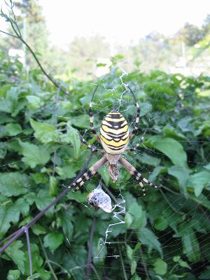 Araignée croate, faune locale de Krk, Croatie
Mots-clés: Croatie Krk