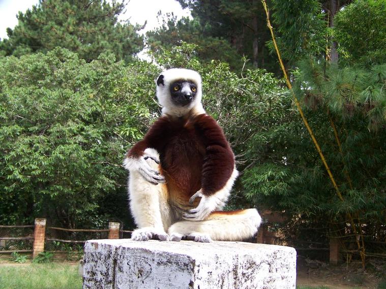 Lémurien
Croco Farm - Madagascar - Avril 2009
Mots-clés: lémurien madagascar