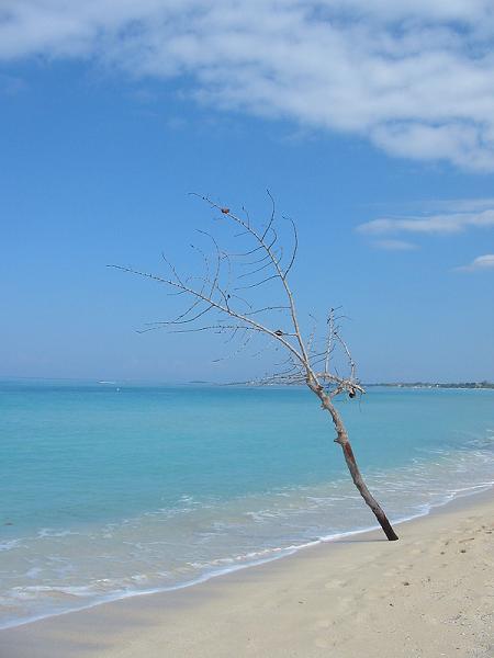 plage de negril
arbre mort sur la plage
Mots-clés: negril plage jamaique