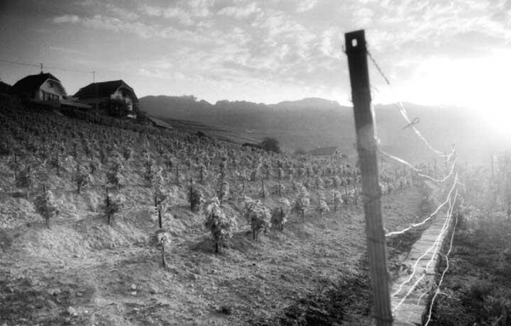 Vignes
Aout 2005, Suisse
Mots-clés: suisse