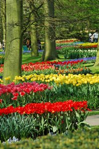 tulipes de Hollande
le parc de Keukenhof, paradis des plantes à bulbe
Mots-clés: parc de keukenhof en hollande