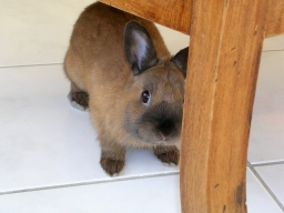 Bibi joue à cache-cache
petit lapin de 7 mois, jouant à cache-cache sous la table 
Mots-clés: lapin pied cache bidule bibi