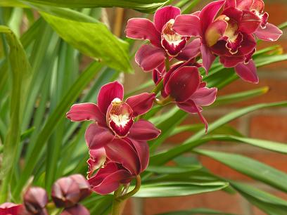 orchidée
fameuse fleur d amazonie 
Mots-clés: fleur amerique amazonie orchidée