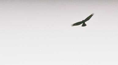 condor
vol de ces fameux oiseaux andins...
Mots-clés: equateur andes condor oiseau